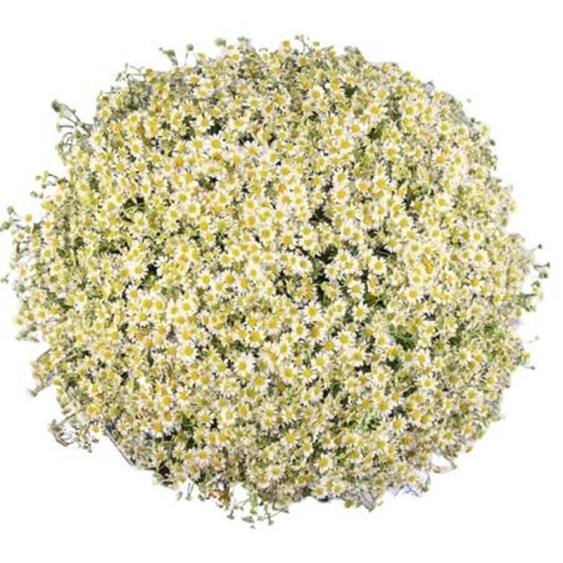 Cheerful Tanacetum Bouquet-Mini (10 stems) & Extra Small (20 stems) & Small (35 stems) & Regular (45 stems) & Medium (55 stems) & Large (70 stems) & Extra Large (85 stems) & Luxury (100 stems) & Glamour (125 stems) & Exclusive Glamour (150 stems) & Posh (
