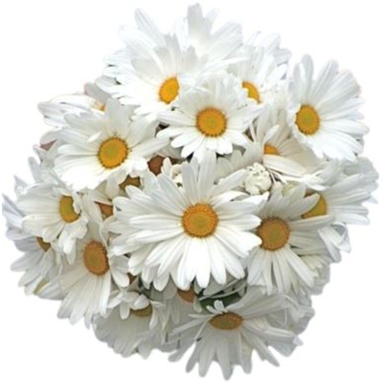 Classic Daisies Bouquet-Mini (10 stems) & Extra Small (20 stems) & Small (35 stems) & Regular (45 stems) & Medium (55 stems) & Large (70 stems) & Extra Large (85 stems) & Luxury (100 stems) & Glamour (125 stems) & Exclusive Glamour (150 stems) & Posh (200