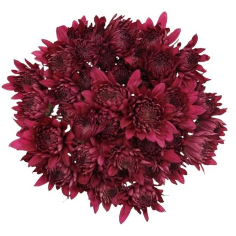 Classic Purple Chrysanthemum Bouquet