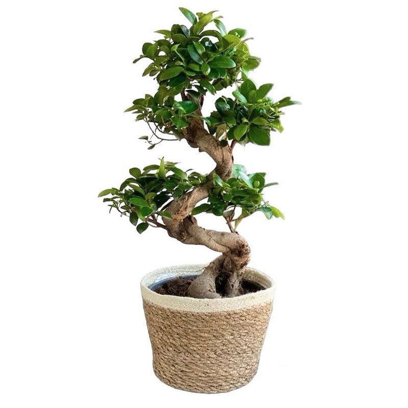 Ficus Ginseng in a Basket-Small  (50 -60cm) & Medium (65 – 80cm) & Large (90 – 100cm) & Extra Large (110 – 120cm)