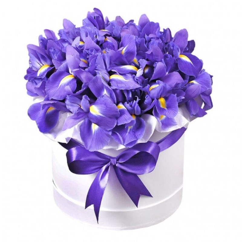 Iris Flowers in a Box-Extra Small (20 stems) & Small (30 stems) & Medium (40 stems) & Regular (50 stems) & Large (65 stems) & Extra Large (80 stems) & Luxury (100 stems) & Glamour (125 stems) & Exclusive Glamour (150 stems) & Premium (175 stems) & Posh (2
