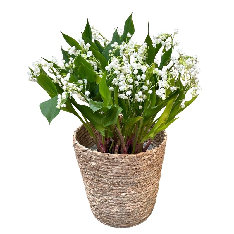 Lily of Valley with Roots in a Basket