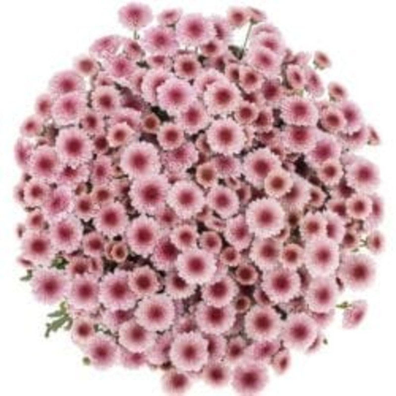 Pink Santini Chrysanthemum Bouquet