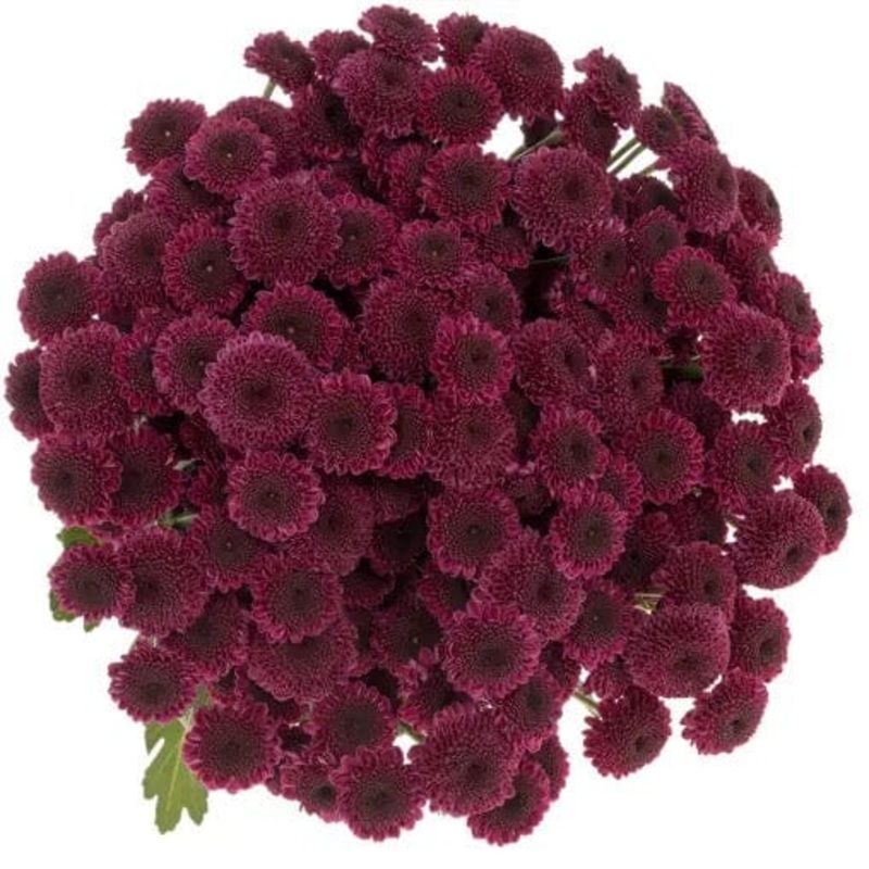 Pretty Purple Santini Chrysanthemum Bouquet