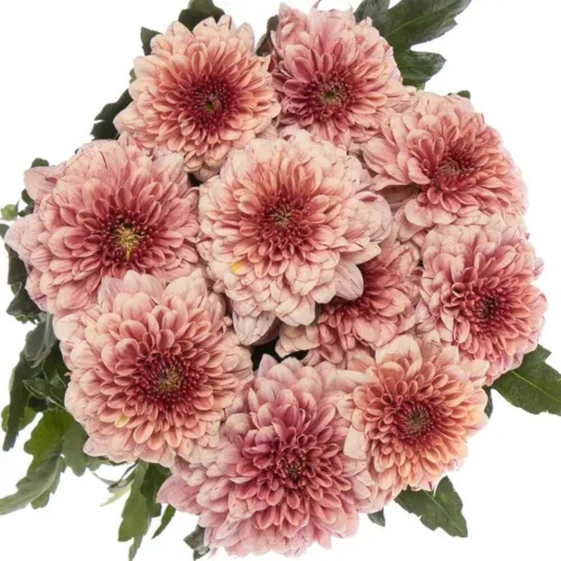 Salmon Chrysanthemum Bouquet-Mini (5 stems) & Extra Small (7 stems) & Small (10 stems) & Regular (15 stems) & Standard (20 stems) & Standard Plus (25 stems) & Medium (30 stems) & Large (40 stems) & Extra Large (55 stems) & Luxury (70 stems) & Glamour (80