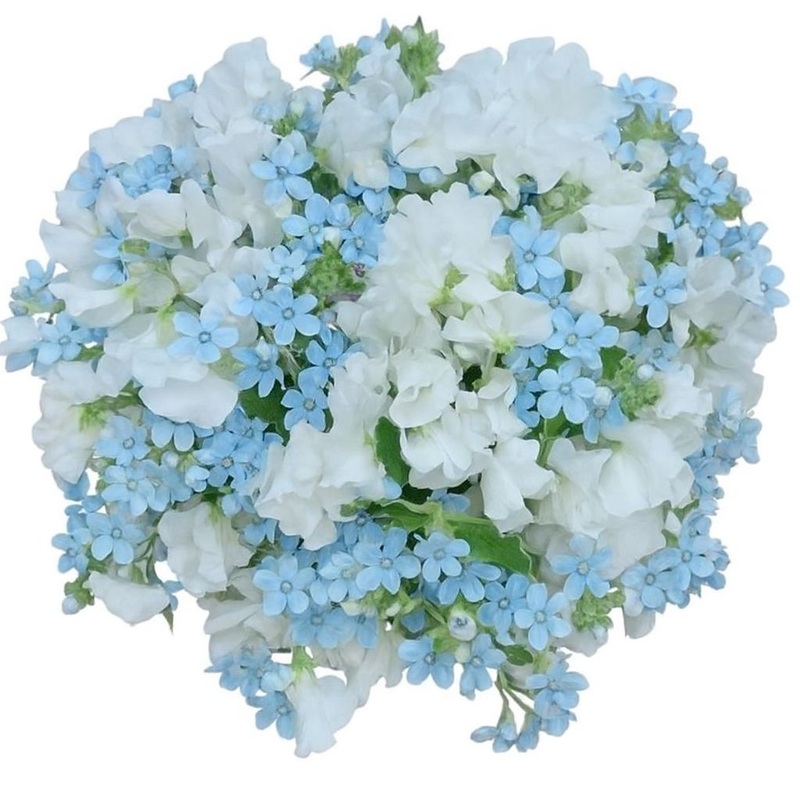 Sweet Pea with Oxypetalum Bouquet