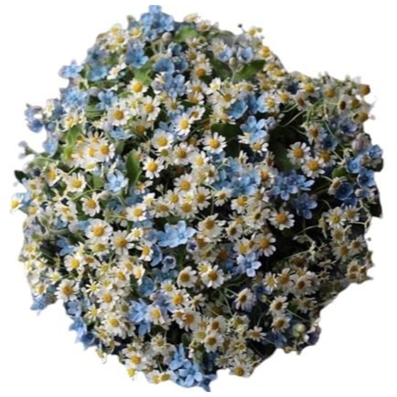 Tanacetum with Blue Oxypethalum Bouquet