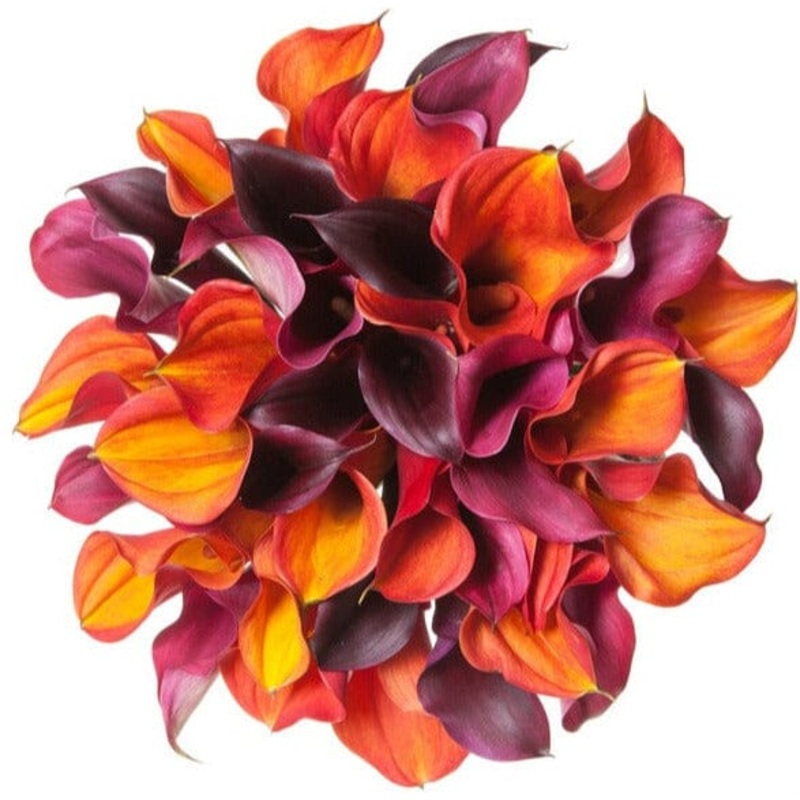 Vibrant Calla Lily Bouquet-Extra Small (20 stems) & Small (25 stems) & Regular (35 stems) & Large (45 stems) & Extra Large (60 stems) & Luxury (70 stems) & Glamour (90 stems) & Exclusive Glamour (120 stems)