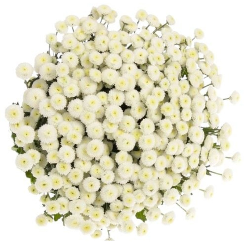 White Rio Tanacetum Bouquet-Extra Small (10 stems) & Small (15 stems) & Regular (20 stems) & Large (25 stems) & Extra Large (35 stems) & Luxury (50 stems) & Glamour (65 stems) & Exclusive Glamour (80 stems) & Premium (100 stems)