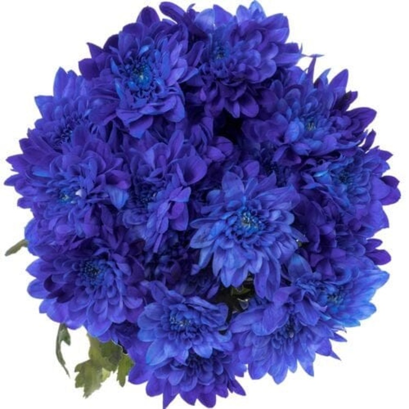 Blue Chrysanthemum Bouquet-Extra Small (5 stems) & Small (10 stems) & Regular (15 stems) & Standard (20 stems) & Standard Plus (25 stems) & Medium (30 stems) & Large (40 stems) & Extra Large (55 stems) & Luxury (70 stems) & Glamour (80 stems) & Luxury Gla