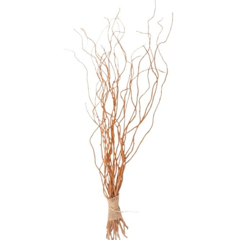 Carly Willow – Salix Golden Curls: A Stunning Garden Accent