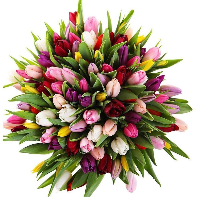 Colored Tulips Bouquet-Extra Small (20 stems) & Small (25 stems) & Regular (30 stems) & Medium (40 stems) & Large (50 stems) & Extra Large (60 stems) & Luxury (70 stems) & Glamour (85 stems) & Exclusive Glamour (100 stems) & Premium (125 stems) & Premium