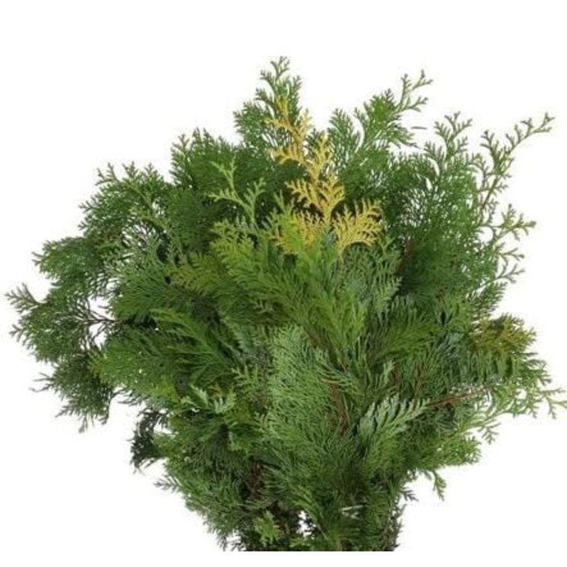 Conifer Lawsoniana Yellow: Ideal for Holiday and Event Decor!