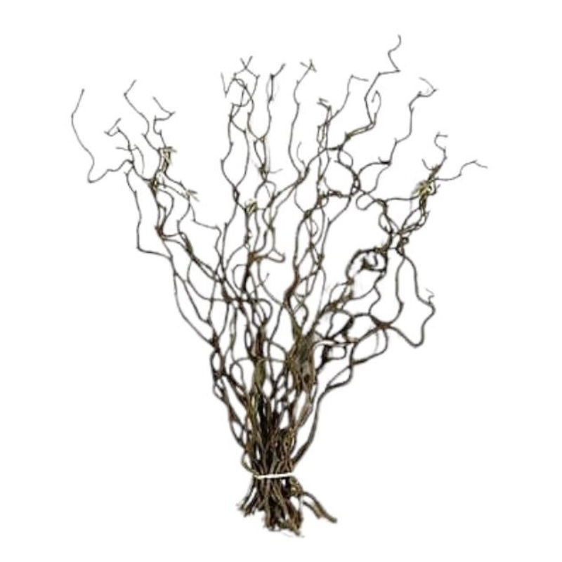 Corylus Contorta Branches: Adding a Touch of Nature’s Artistry
