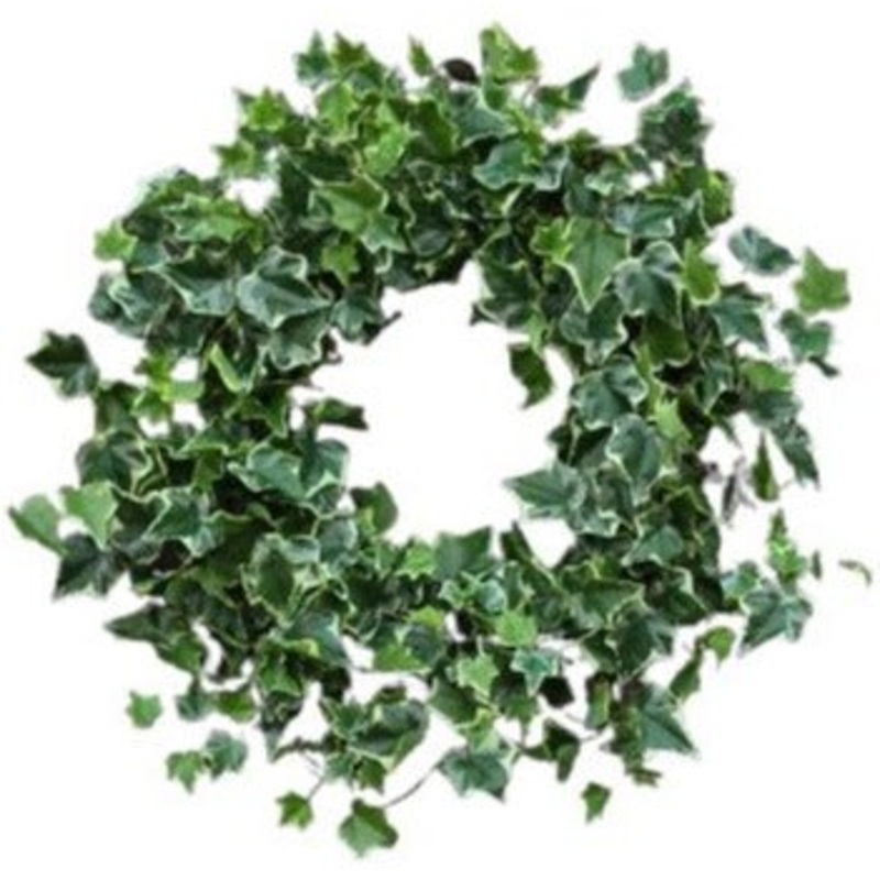 Fresh Hedera Bont Wreath-36cm  (14 inch) & 42cm (16 inch) & 51cm (20inch)