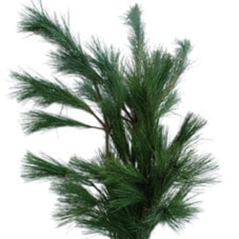 Pinus Strobus Branches: A Touch of Natures Tranquility