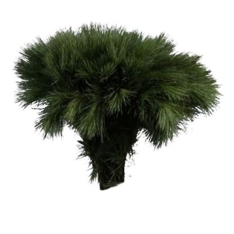 Pinus Strobus Short (H35cm) Branches: Elegant Eastern White Pine for Seasonal Decor