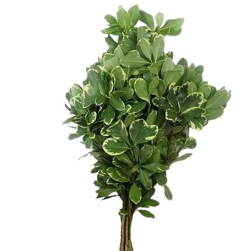 Pittosporum Ilan Branches – A Natural Touch of Elegance