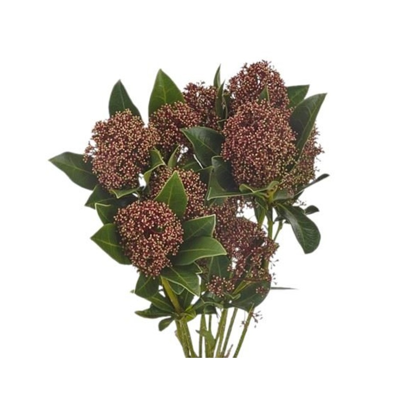 Skimmia Japonica Rubella  Beautiful Red Berries for Year-Round Appeal