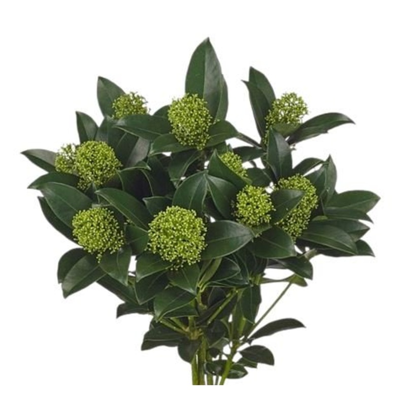 Skimmia Japonica White: A Beautiful Touch of Winter Elegance