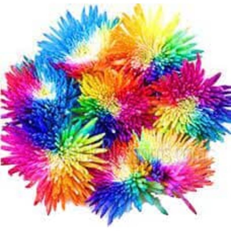 Vip Rainbow Chrysanthemum Bouquet