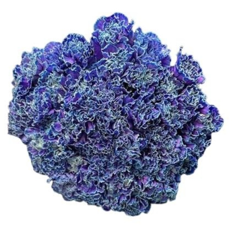 Blue Carnations Bouquet-Regular (20 stems) & Large (30 stems) & Extra Large (40 stems) & Luxury (50 stems) & Glamour (65 stems) & Exclusive Glamour (85 stems) & Premium (100 stems) & Premium Extra (150 stems) & Posh (200 stems)