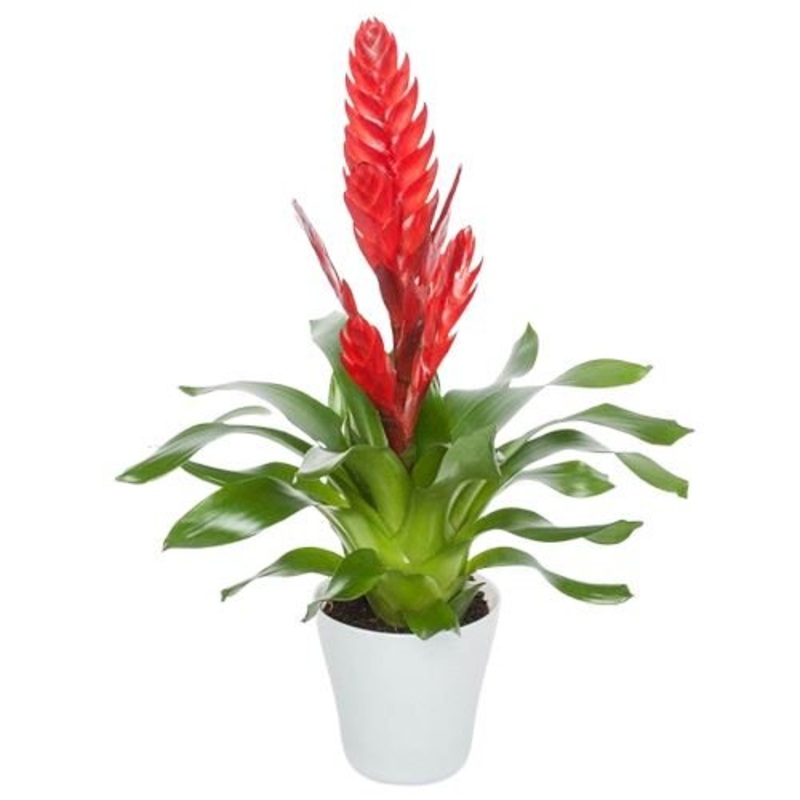 Bromelia in  Ceramic Pot-Red Bromelia & Orange Bromelia & Yellow Bromelia-White Pot & Beige Pot & Yellow Pot & Pink Pot & Red Pot & Black Pot & Gray Pot & Terracotta Pot