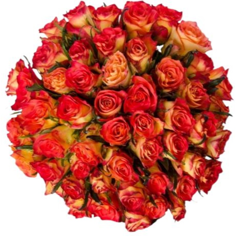 Cherry Brandy Roses Bouquet-10 stems & 12 stems & 15 stems & 20 stems & 24 stems & 30 stems & 36 stems & 40 stems & 48 stems & 50 stems & 55 stems & 60 stems & 65 stems & 70 stems & 75 stems & 80 stems & 85 stems & 90 stems & 95 stems & 100 stems & 120 st
