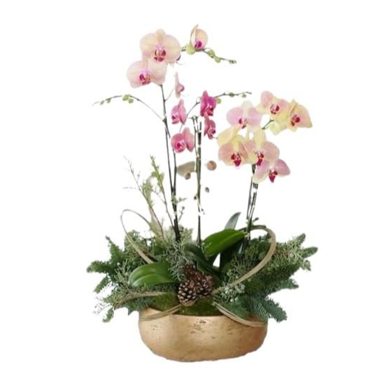Gorgeous Festive Phaleonopsis Orchids Arrangement