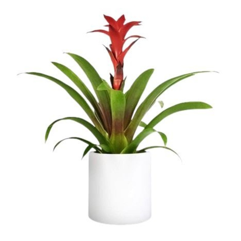 Guzmania in  Ceramic Pot-Red Guzmania & Orange Guzmania & Cerise Guzmania-White Pot & Gray Pot & Orange Pot & Red Pot & Black Pot & Green Pot & Pink Pot