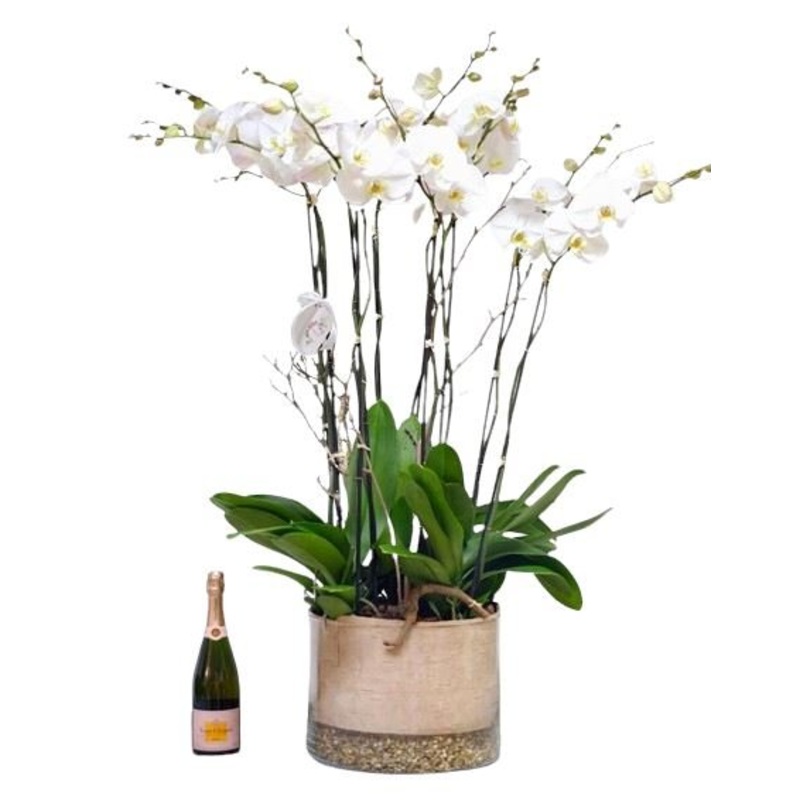 Phalenopsis Orchids in Ronud Glass Pot with Champagne Gift