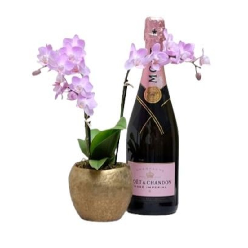 Phalenopsis Orchids with Champagne Gift