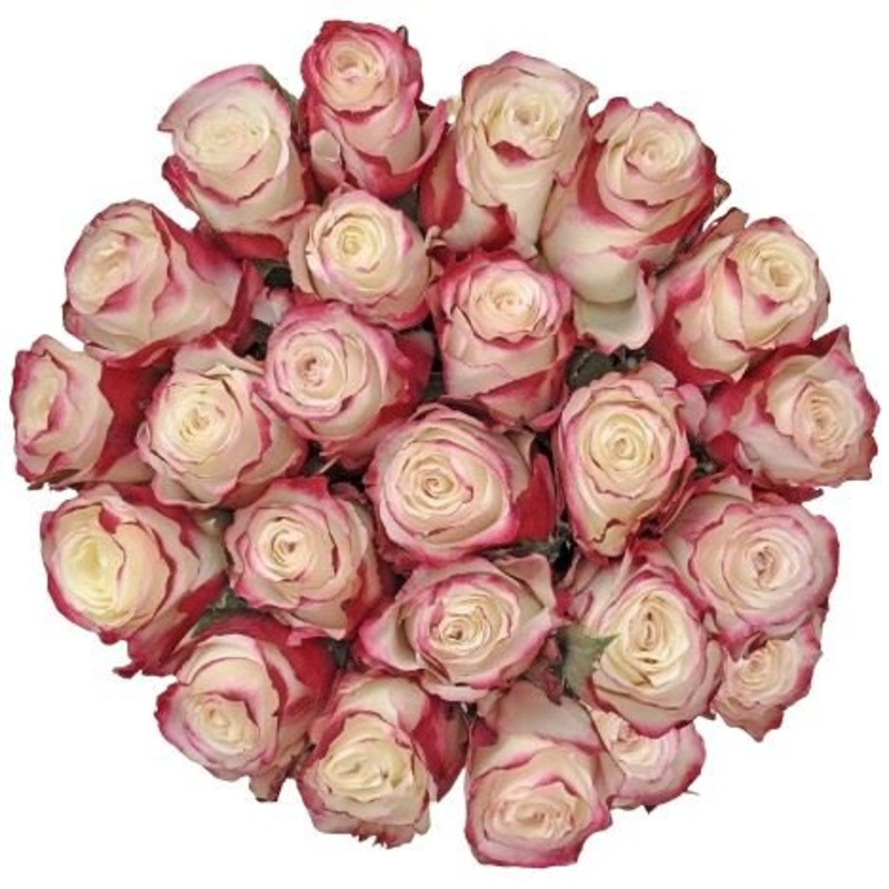 Red Blush Roses Bouquet-10 stems & 12 stems & 15 stems & 20 stems & 24 stems & 30 stems & 36 stems & 40 stems & 48 stems & 50 stems & 55 stems & 60 stems & 65 stems & 70 stems & 75 stems & 80 stems & 85 stems & 90 stems & 95 stems & 100 stems & 120 stems