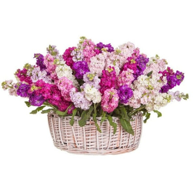 Basket of Fragrant Stocks-Small (30 stems) & Medium (45 stems) & Regular (60 stems) & Large (75 stems) & Extra Large (90 stems) & Luxury (100 stems) & Glamour (120 stems) & Exclusive Glamour (140 stems) & Premium (160 stems) & Premium Extra (180 stems) &
