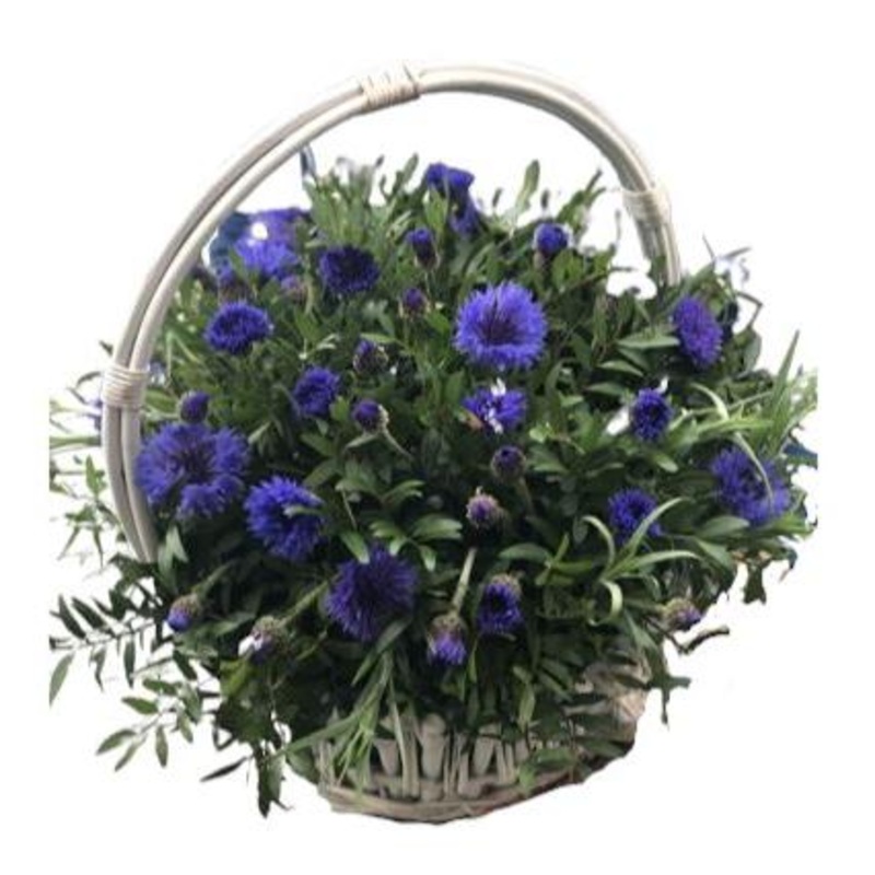 Blue Cornflowers with Greenery Basket