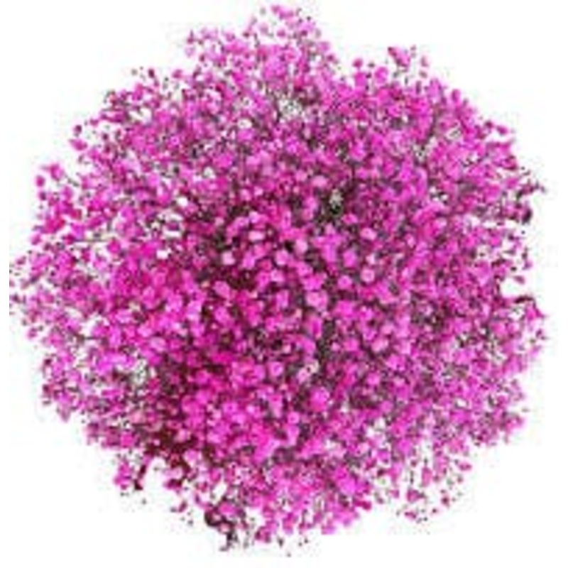 Cerise Gypsophila Bouquet-Small (10 stems) & Medium (15 stems) & Regular (25 stems) & Large (35 stems) & Extra Large (50 stems) & Luxury (70 stems) & Glamour (85 stems) & Exclusive Glamour (100 stems) & Premium (120 stems) & Premium Extra (150 stems) & Po