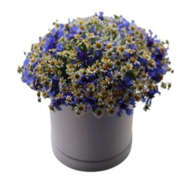 Cornflowers and Tanacetum Box-Extra Small (20 stems) & Small (30 stems) & Regular (40 stems) & Medium (50 stems) & Large (60 stems) & Extra Large ( 80 stems) & Luxury (100 stems) & Glamour (120 stems) & Exclusive Glamour (140 stems) & Premium (160 stems)