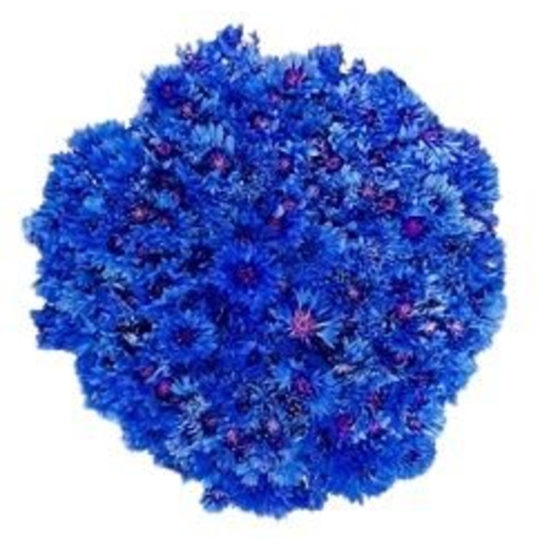 Cornflowers Bouquet-Extra Small (25 stems) & Small (35 stems) & Regular (50 stems) & Standard (65 stems) & Standard Plus (80 stems) & Large (90 stems) & Extra Large(100 stems) & Luxury (130 stems) & Glamour (150 stems) & Exclusive Glamour (175 stems) & Po