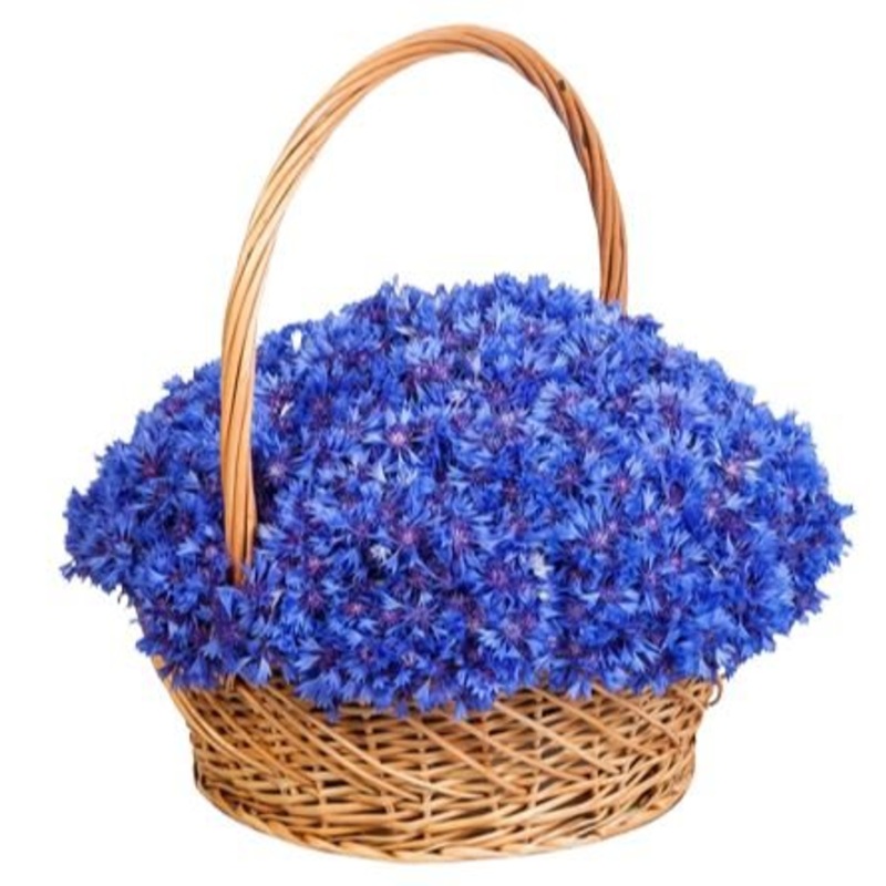 Cornflowers in Basket-Extra Small (30 stems) & Small (50 stems) & Regular (70 stems) & Large (90 stems) & Extra Large (120 stems) & Luxury (150 stems) & Glamour (180 stems) & Exclusive Glamour (200 stems) & Premium (220 stems) & Premium Extra (250 stems)