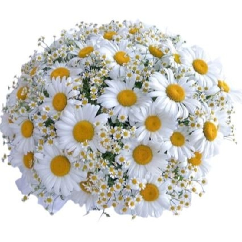 Daisies and Tanacetum Bouquet-Mini (20 stems) & Extra Small (25 stems) & Small (35 stems) & Regular (45 stems) & Medium (55 stems) & Large (70 stems) & Extra Large (85 stems) & Luxury (100 stems) & Glamour (125 stems) & Exclusive Glamour (150 stems) & Pos