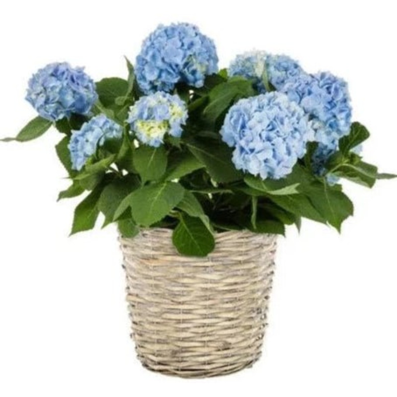 Hydrangea Basket Arrangement-Regular ( 1 plant) & Large (2 plants) & Luxury (3 plants) & Glamour (4 plants) & Exclusive Glamour (6 plants)-H: 20cm-30cm & H: 40cm-50cm-Blue Hydrangea & Dark Pink Hydrangea & White Hydrangea & Light Pink Hydrangea & Purple H