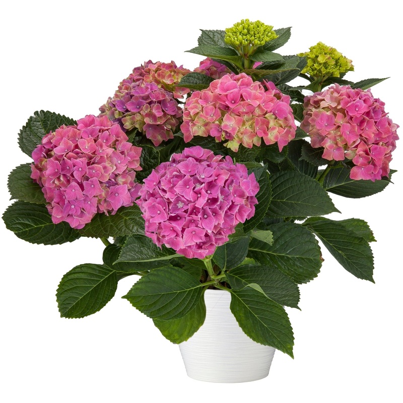 Hydrangea in Ceramic Pot-Regular ( 1 plant) & Large (2 plant) & Luxury (3 plant) & Glamour (4 plant)-H: 20cm-30cm & H: 40cm-50cm-Pink Hydrangea & White Hydrangea & Light Pink Hydrangea & Blue Hydrangea & Purple Hydrangea & Red Hydrangea & Green Hydrangea