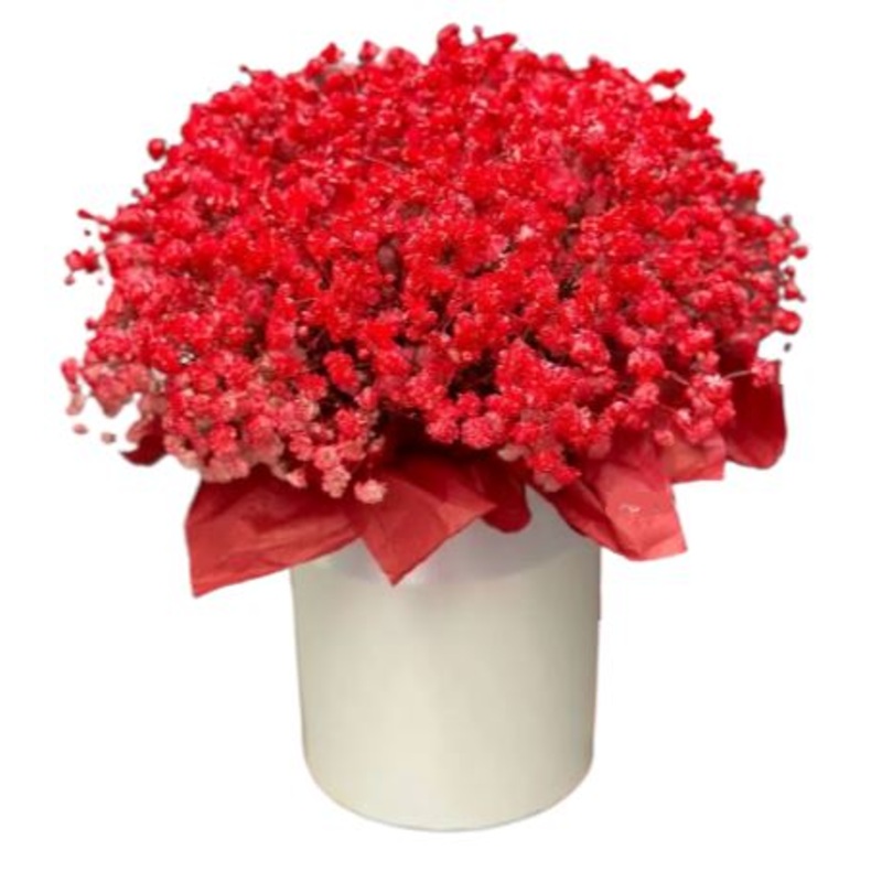 Red Gypsophila Box-Extra Small (10 stems) & Small (15 stems) & Medium (20 stems) & Regular (25 stems) & Large (30 stems) & Extra Large (40 stems) & Luxury (55 stems) & Glamour (70 stems) & Exclusive Glamour (100 stems) & Premium (150 stems) & Premium Extr