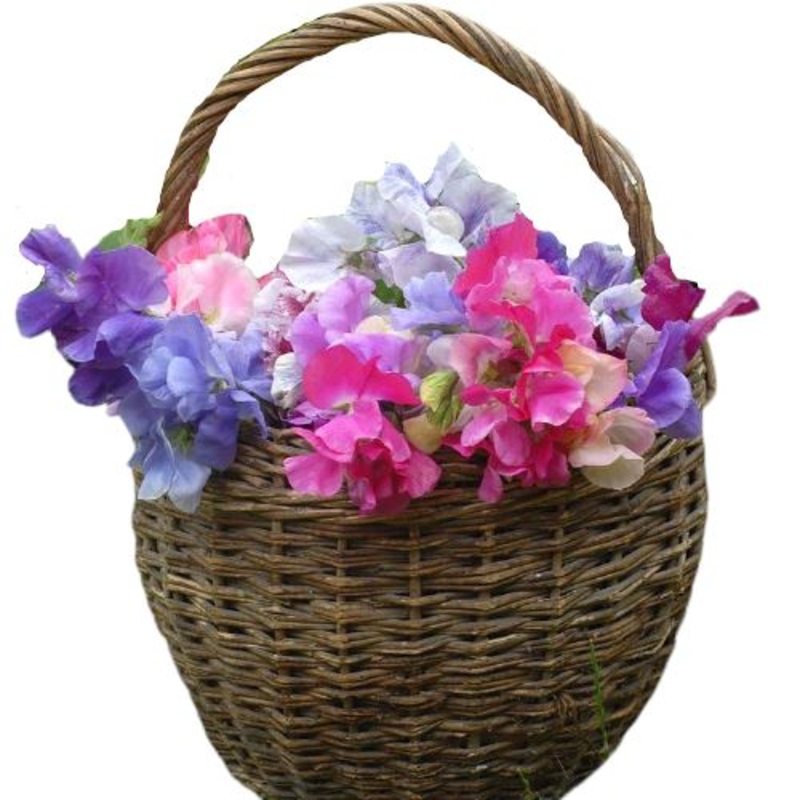 Sweet Pea Basket-Small (20 stems) & Regular (30 stems) & Medium (40 stems) & Large (50 stems) & Extra Large (60 stems) & Luxury (70 stems) & Glamour (85 stems) & Exclusive Glamour (100 stems) & Premium (120 stems) & Premium Extra (150 stems) & Deluxe (170