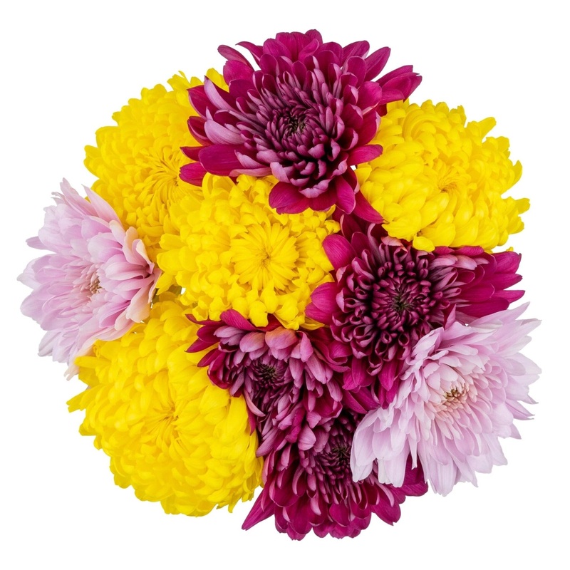 A Bouquet of Vibrant Colour Chrysanthemums