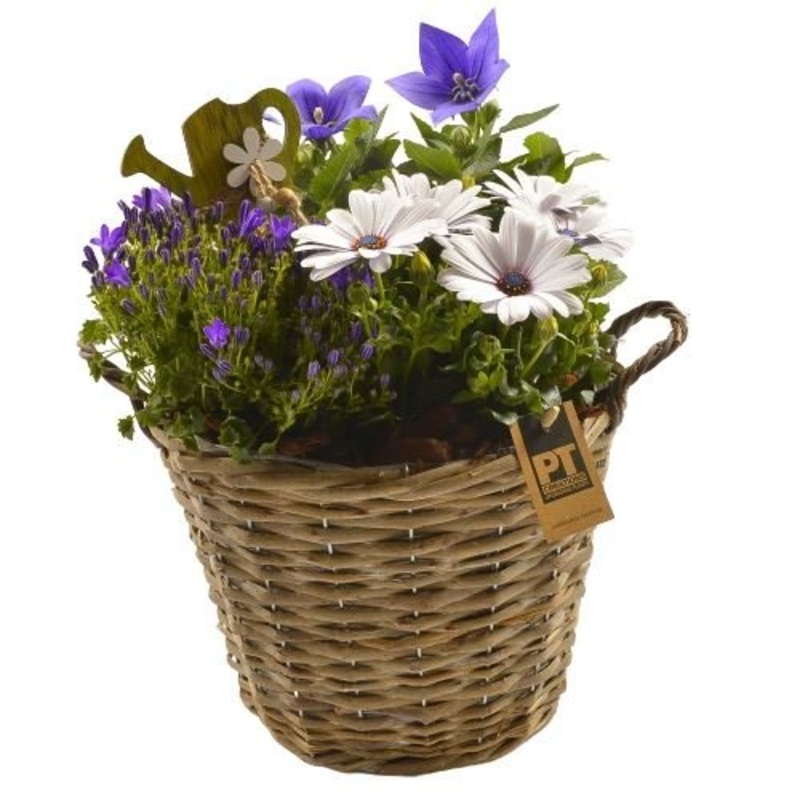 Assorted Plant in the Basket-Small (3 plants) & Regular (5 plants) & Large (7 plants) & Luxury (9 plants) & Glamour (12 plants)-Natural Basket & Gray Basket & White Basket