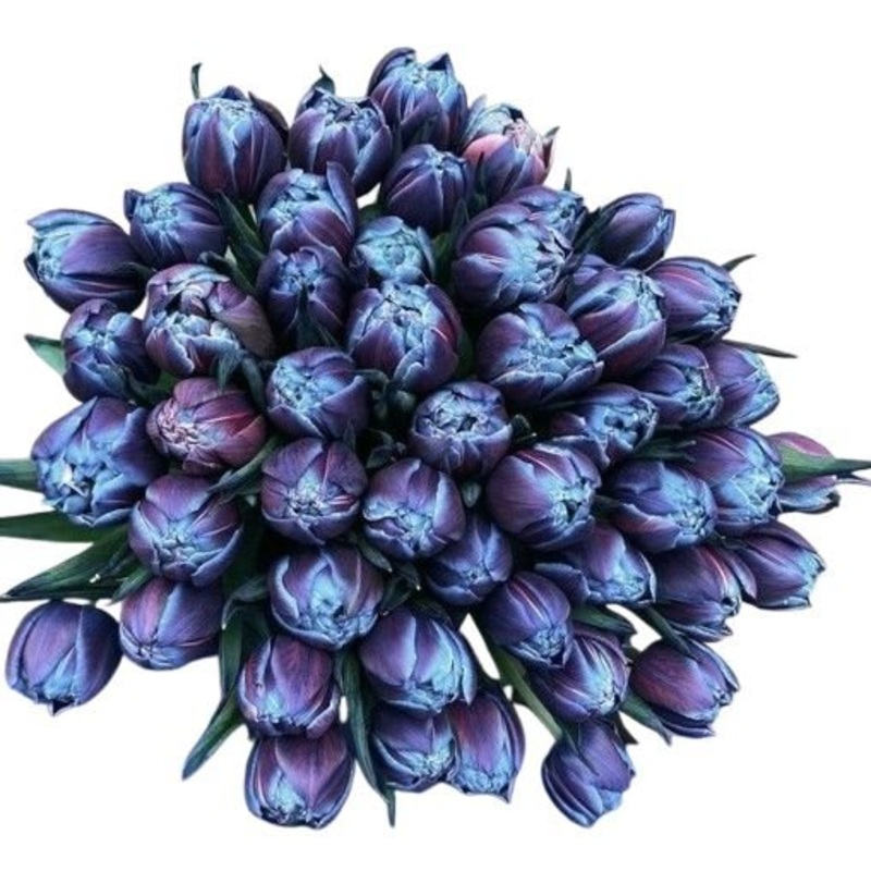 Blue Tulips Bouquet-Standard (25 stems) & Regular (30 stems) & Medium (35 stems) & Large (40 stems) & Extra Large (50 stems) & Luxury (60 stems) & Luxury Plus (70 stems) & Glamour (80 stems) & Exclusive (90 stems) & Exclusive Glamour (100 stems)