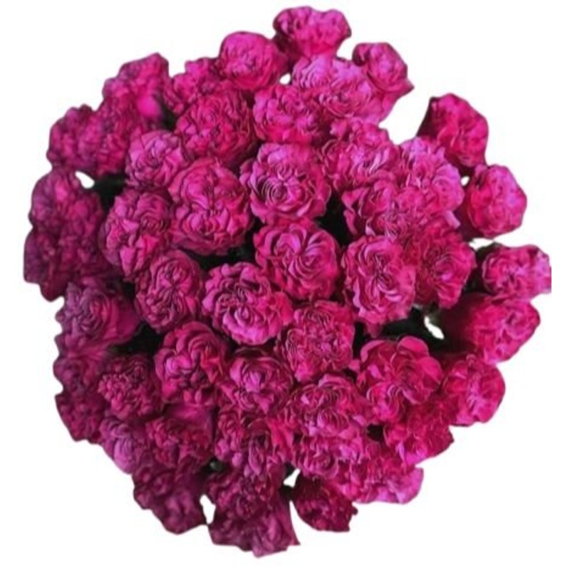 Bouquet of Cerise Carnations-Small (15 stems) & Regular (20 stems) & Large (30 stems) & Extra Large (40 stems) & Luxury (50 stems) & Glamour (65 stems) & Exclusive Glamour (85 stems) & Premium (100 stems) & Premium Extra (120 stems) & Deluxe (150 stems) &