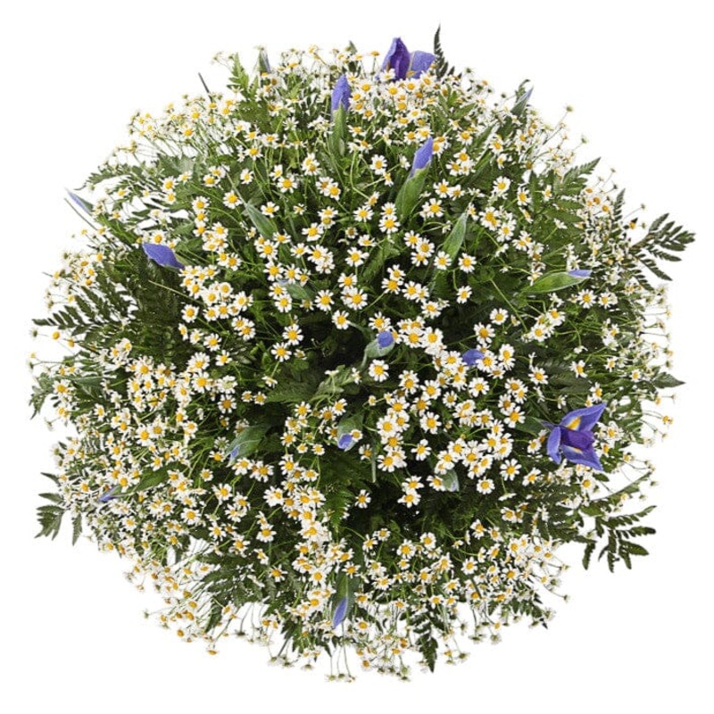 Bouquet of Daisy Tanacetum and Iris with Greenery