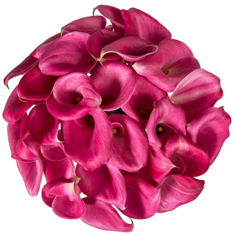 Cerise Calla Lily Bouquet-Small (10 stems) & Regular (15 stems) & Large (20 stems) & Extra Large (25 stems) & Luxury (30 stems) & Galmour (50 stems) & Exclusive Glamour (60 stems) & Premium (80 stems) & Posh (100 stems)